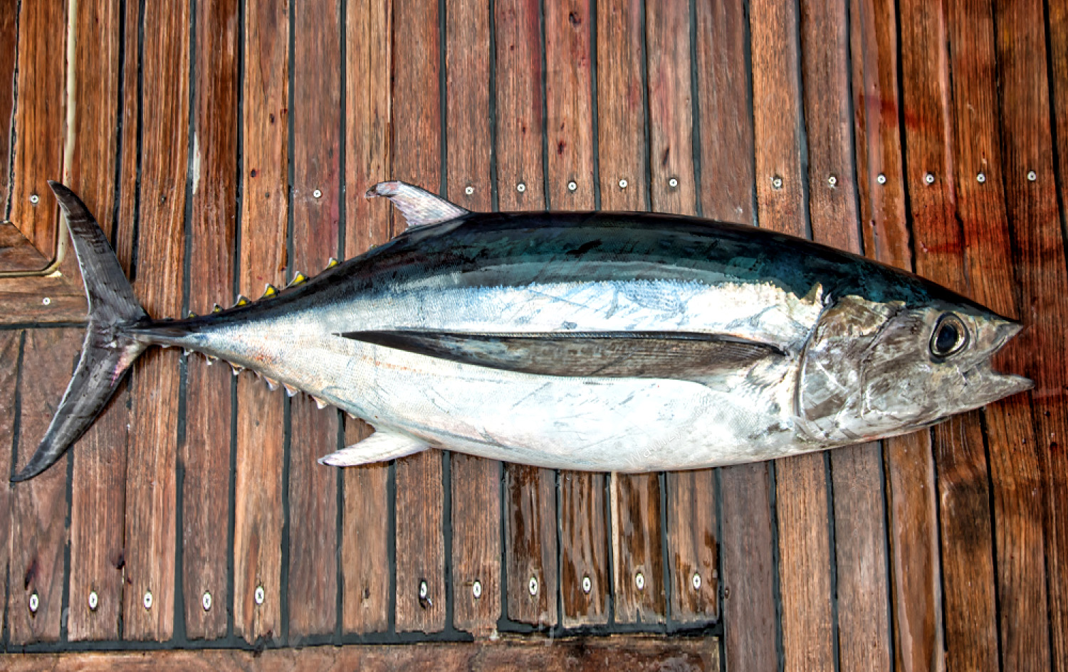 YELLOW FIN TUNA/കേരചൂര)