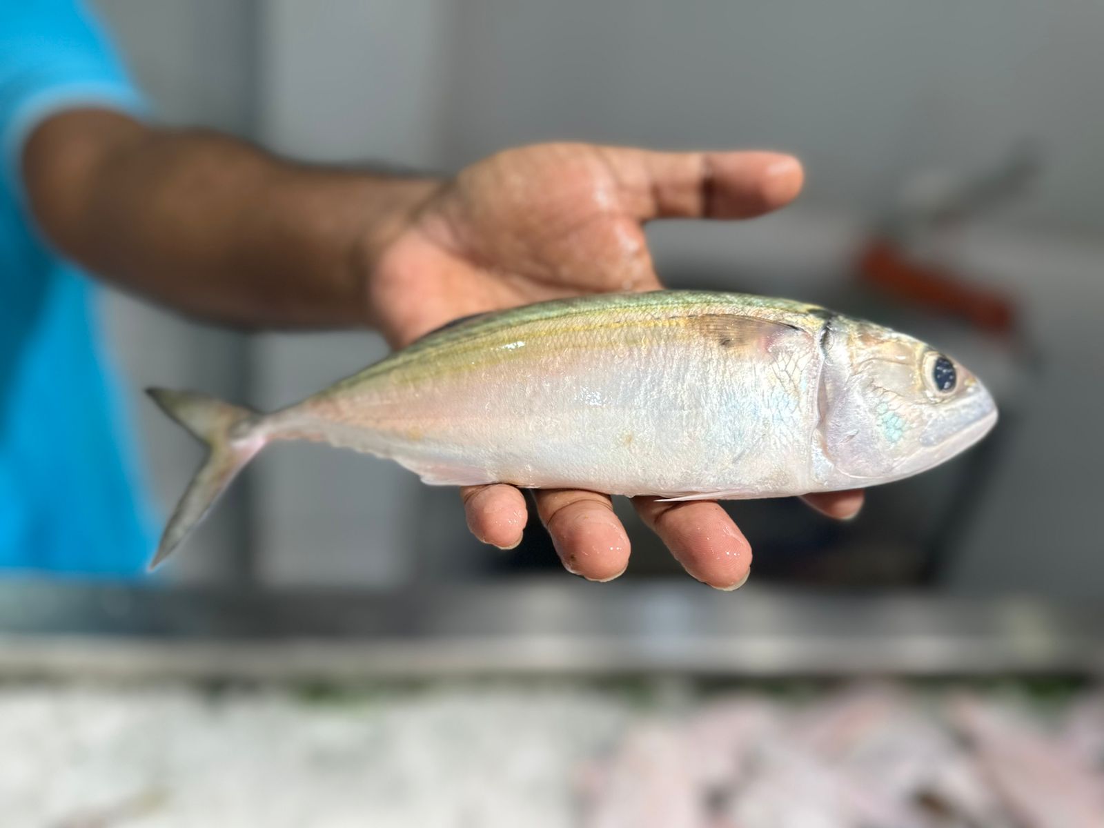 Mackerel/അയല