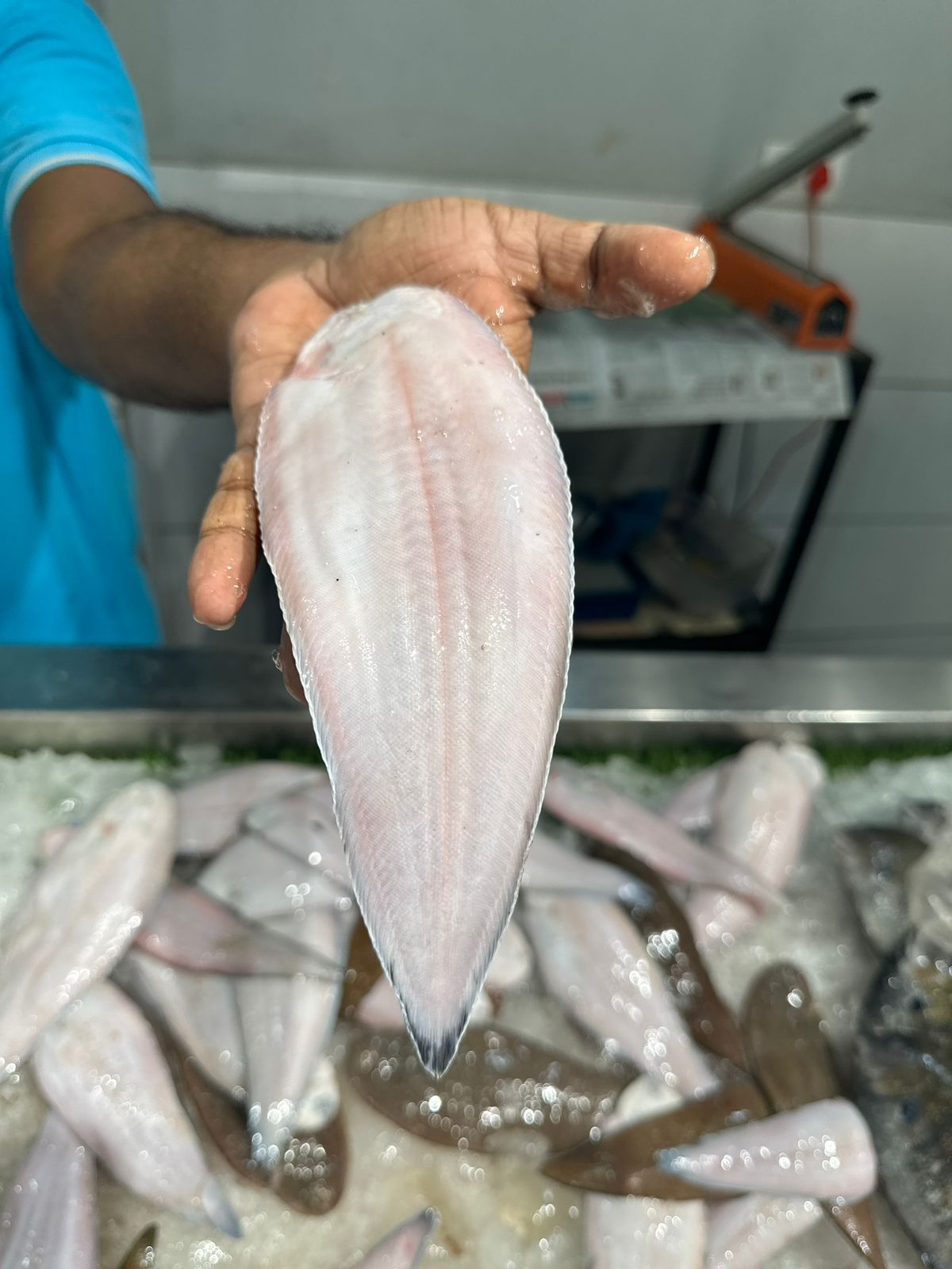 Sole Fish/ Manthal