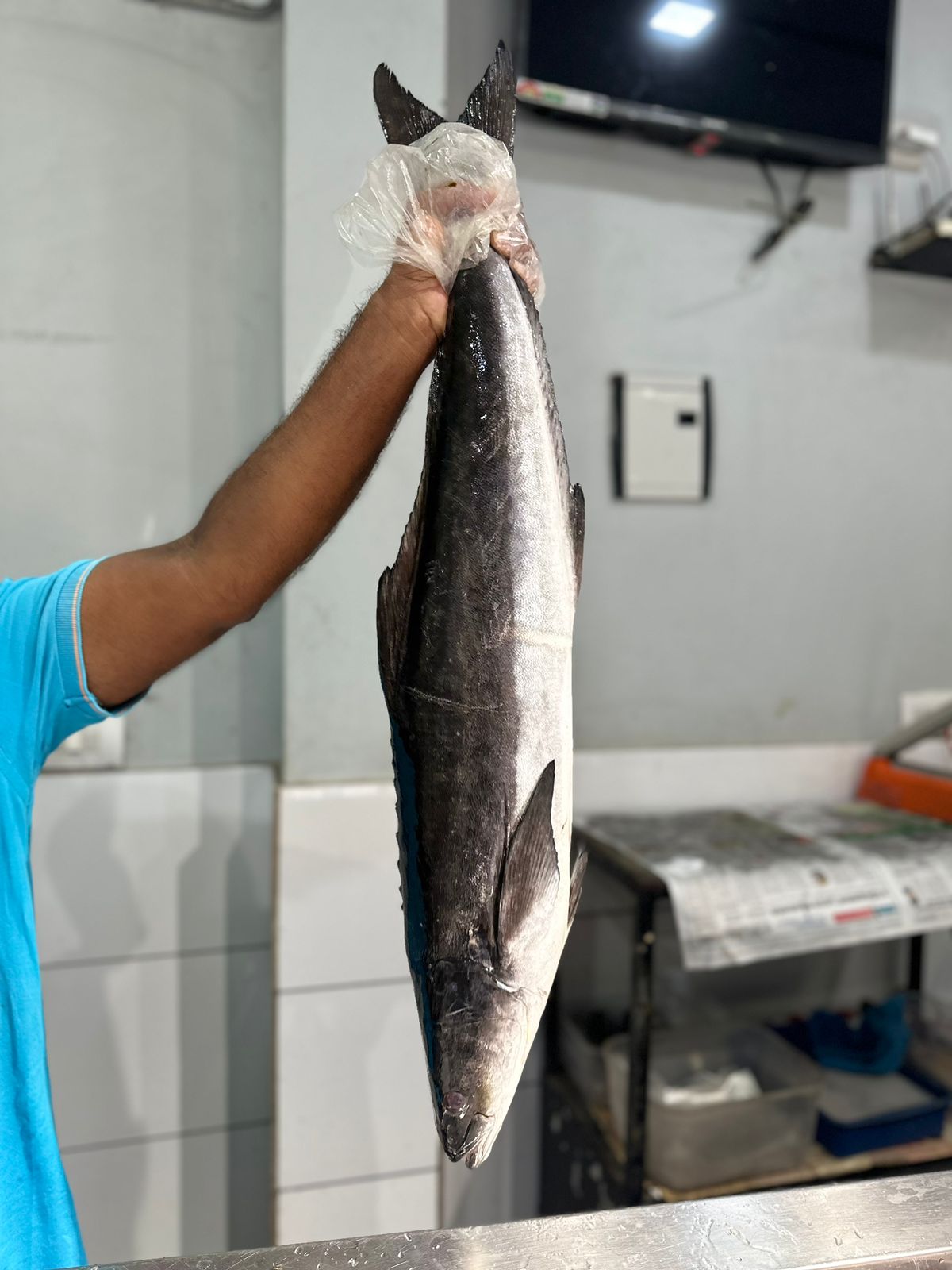 King Fish/Cobia