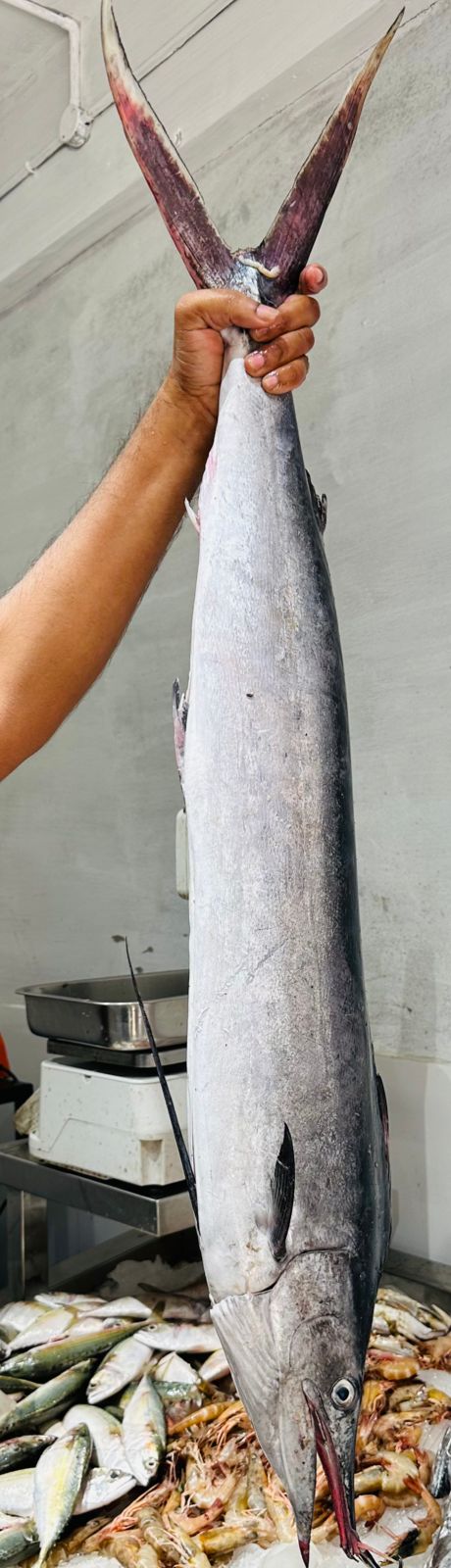 Mahi Mahi/Pappans