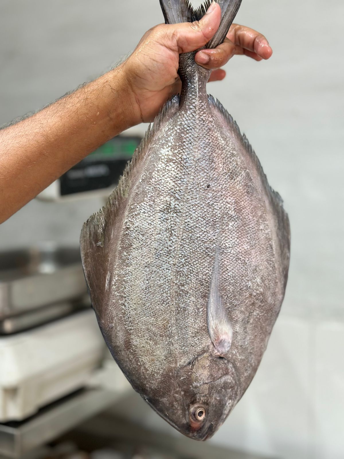 Black Pomfret