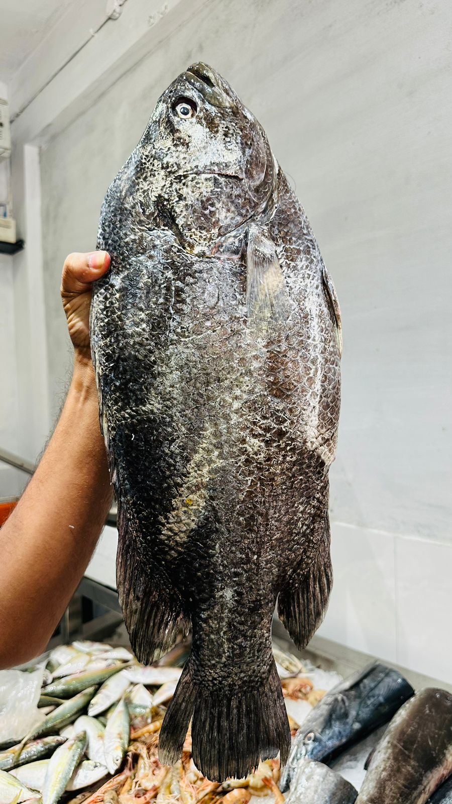 Black Snapper/Karipadi