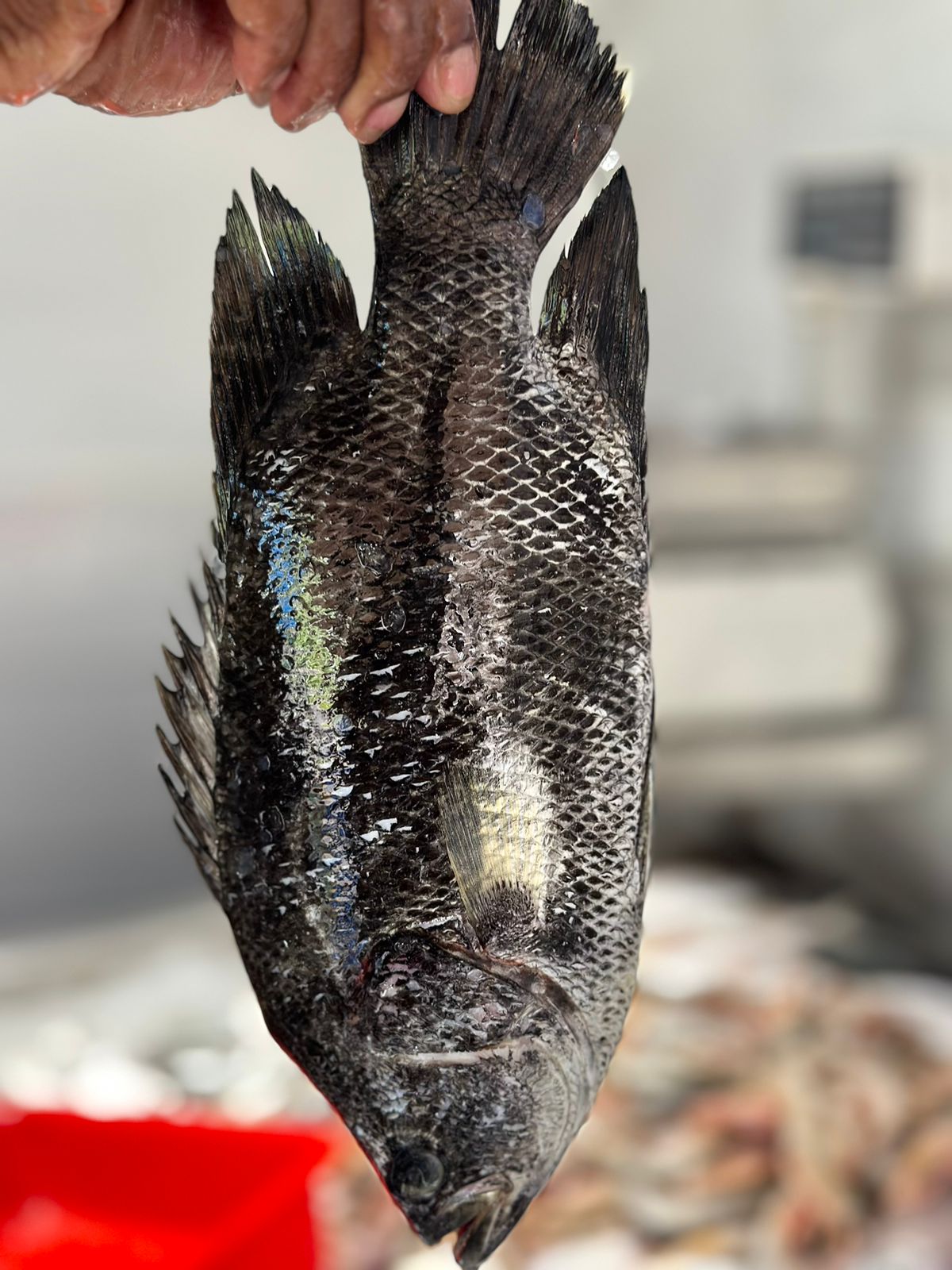 Tilapia