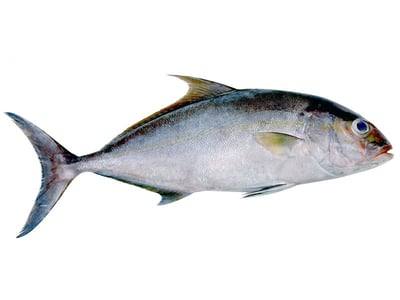 Butter Fish/പുന്നാരമീൻ