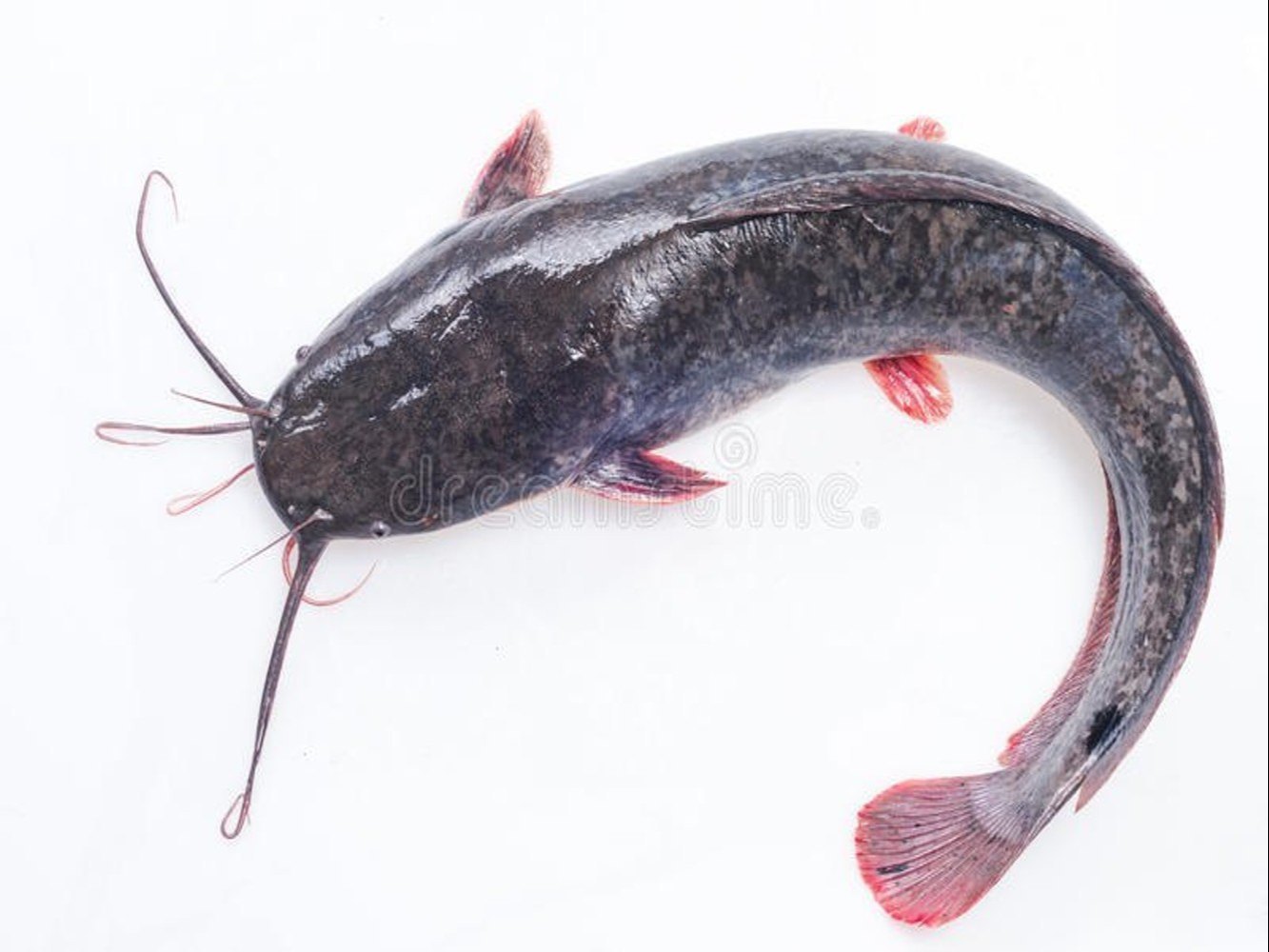 Catfish/മുഷി