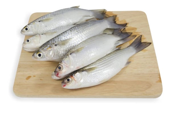grey mullet/തിരുത