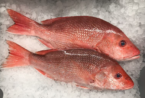 Red Snapper/ചെമ്പല്ലി