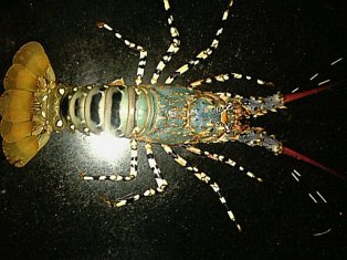 Lobster / കൊഞ്ച്