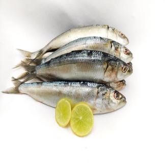 Sardine/മത്തി