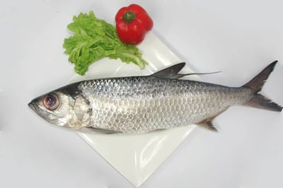 Silver Mullet