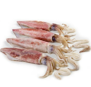 Squid / Koonthal Whole
