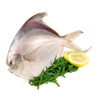 White Pomfret/ആവോലി